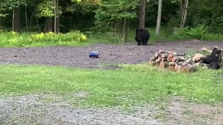 Black Bear Investigates an RC Car