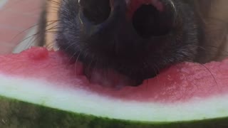 Brown dog eating watermelon and showing teeth