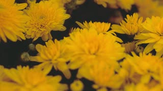 Beautiful Nature Yellow Flower