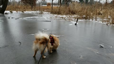 Cute Puppy experiences ice, a slippery adventure