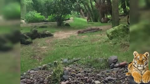 Sumatran Tiger Runs in Slow Motion!