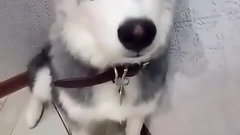 Husky bitten his shoes