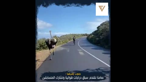 The cute ostrich walks into the racetrack and runs with the competitors