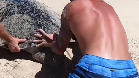 Ambulance for a turtle on the shore