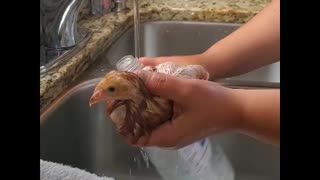 Bath time for Chickie🐣🐥