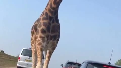 Giraffes surround car, delighting tourists on safari🦓