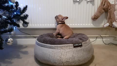 Puppy discovers the warmth of the radiator