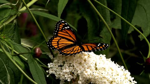 Butterflies Flying in Slow Motion HD video - Houston Butterfly Museum