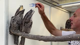 Feeding the Frogmouths