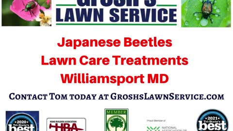 Japanese Beetles Williamsport Maryland Lawn Care Treatments
