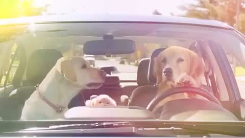 Have you seen a dog driving a car, meet Ben the dog driving a car perfectly