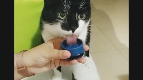 I drink and talk. Funny cat