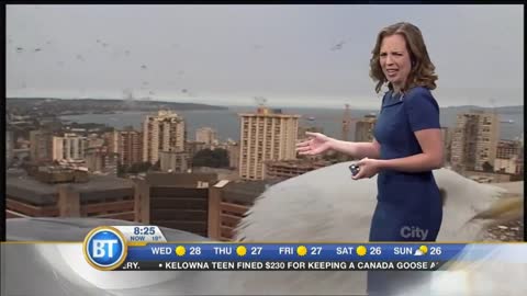 When A Giant Seagull Bombards Your Weather Report