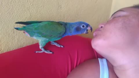 see parrot kissing