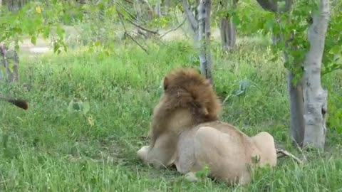 lions resting on the grass