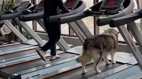 Funny dog# funnny clip #the dog in gym