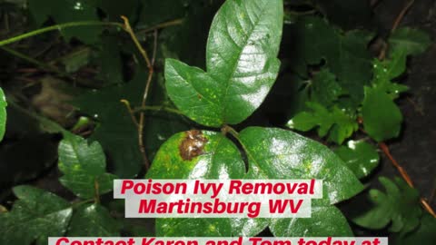 Poison Ivy Martinsburg WV Landscaping Contractor