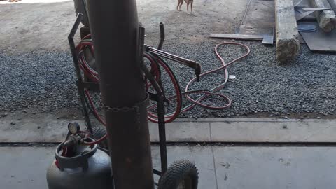 street dogs waiting for food