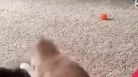 Funniest Cats And Dogs Video 123