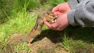 Chipmunk eating sunflower seeds out of hand