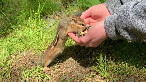 Chipmunk eating sunflower seeds out of hand