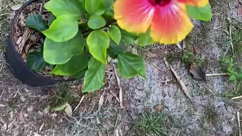 My hibiscus