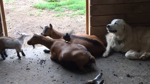 Baby chicks mingle with farm animal friends