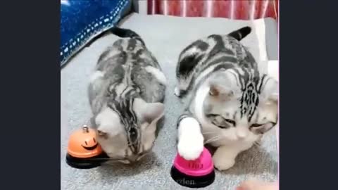 Smart cats, dogs and funny animals compilations