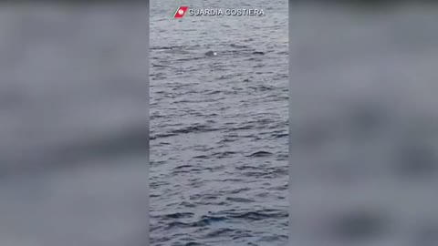 Ballena de 20 metros que vaga sin cola por la costa italiana