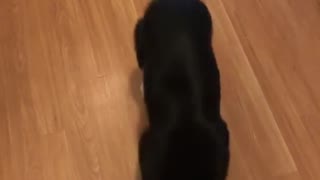 Perro no puede esconder la emoción haciendo un baile de salsa cuando llega su dueño