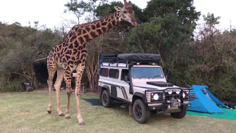 Crazy story: overly friendly giraffe suprise campers