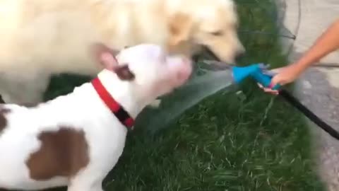 Doggies have fun drinking from outdoor water hose