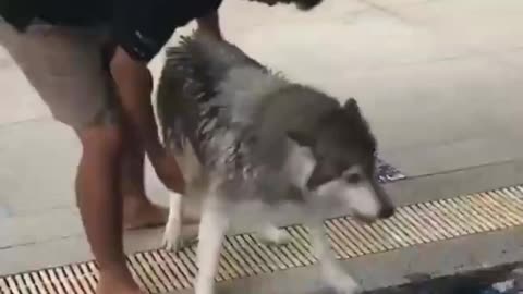 Husky Nervous About First Swimming Class