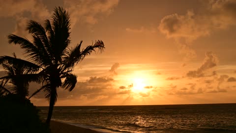 Sunset Beach Sunset with Coconut Tree and Ocean Waves