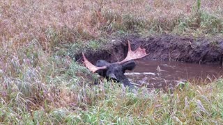 Moose Stuck in Deep Ditch