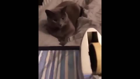 Funny cat thinking that there is something to eat