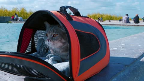 A Cat inside a Pet Carrier beside a Swimming Pool
