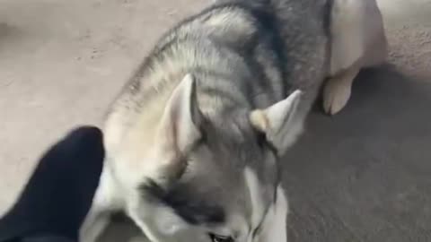 Husky Throws a Tantrum