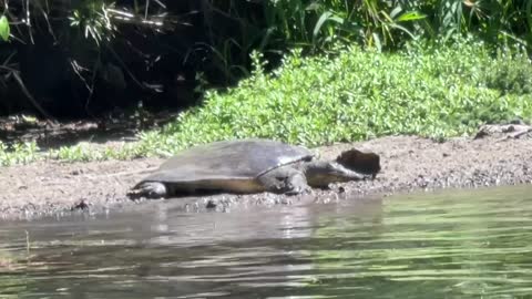 TURTLES EVERYWHERE! Tubing the San Marcos River, Austin Texas