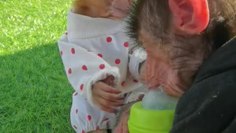 Baby baboons are rushing to drink milk