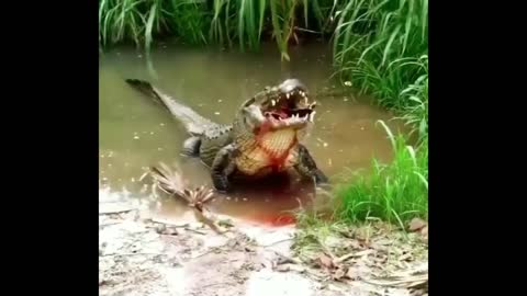 Crocodile in the wild