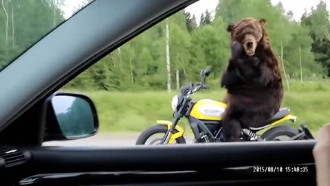 Bear that drives