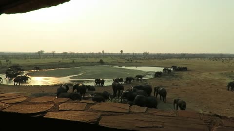 Incredible number of diverse African wildlife visit waterhole