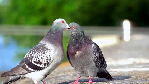 funny video / Two Pigeons on the Ground