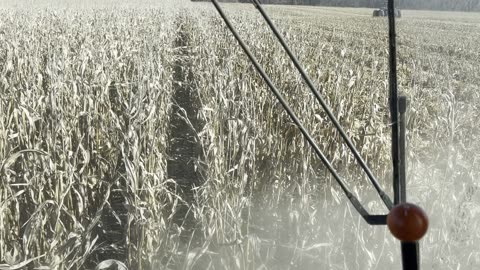 Harvesting Corn 11-19-23