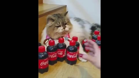 "Pet Beverage Bonanza: Hilarious Dog and Cat Drinking Compilation"
