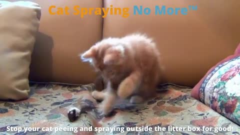 Cat Spraying No More 🐱 Stop your cat peeing and spraying outside the litter box for good!