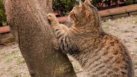 Everyone watching the cat climb the tree ......
