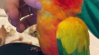 Parrot LOVING his chin rubs