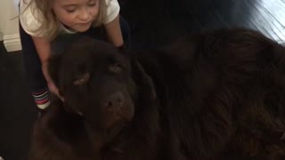 Little girl stopped from leaving by her huge puppy